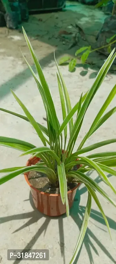 Spider Plant with Pot - Low Maintenance Indoor Greenery-thumb3