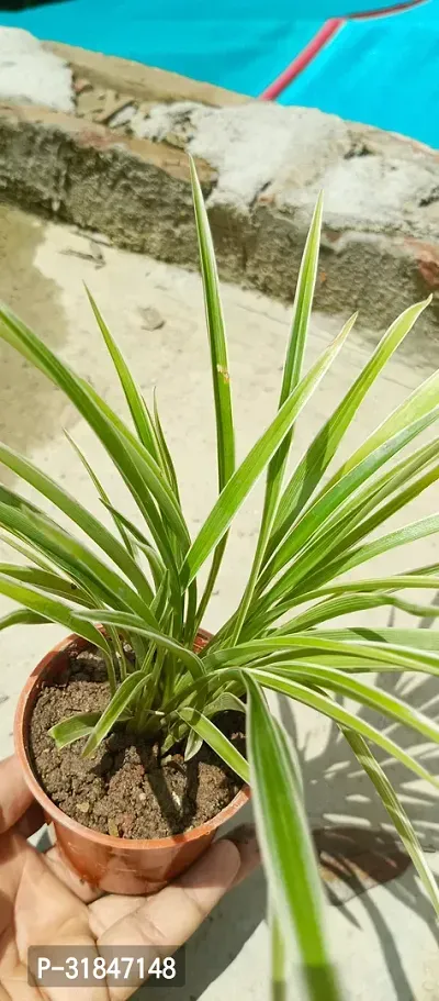 Pet-Friendly Spider Plant - Indoor Greenery-thumb2