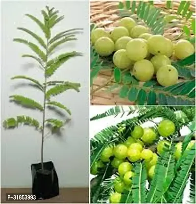 High-Altitude Amla Plant - Thrives in Mountains-thumb2