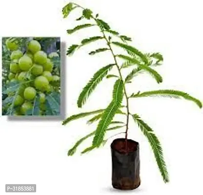 Fresh Amla Sapling - Ready to Grow-thumb2