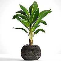 Fresh Live Musa Banana Plant - Easy to Grow-thumb1