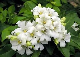 Jasmine Plant with Pot - Adds Fragrance to Any Room-thumb1