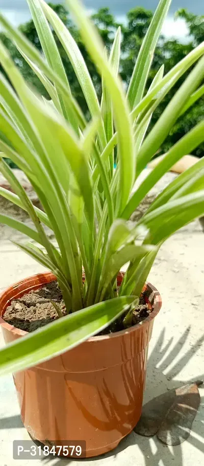 Chlorophytum comosum - Spider Plant in 4-Inch Pot-thumb2