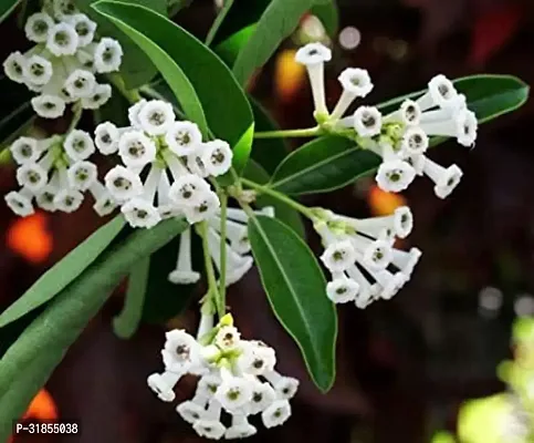 Fragrant Jasmine Plant - Ideal for Home and Office Decor-thumb0