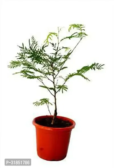 Shami Plant for Natural Home Decor-thumb0