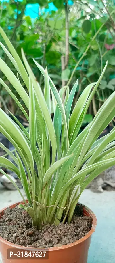 Spider Plant - Natural Air Purifier for Indoors-thumb2