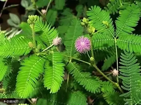 Prosopis Cineraria with Organic Soil-thumb3