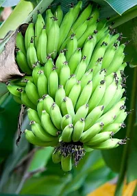 Organic Musa Banana Plant - Perfect for Backyard Gardens-thumb2