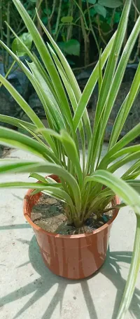 Healthy Spider Plant - Beautiful Indoor Decor-thumb2