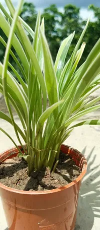 Spider Plant - Easy to Grow Indoor Plant-thumb1