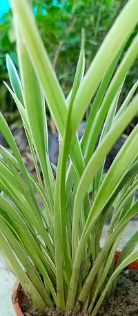 Spider Plant - Natural Air Purifier for Indoors-thumb1