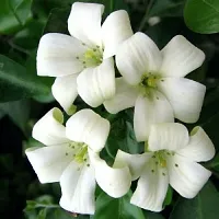 Jasmine Plant for Home Decor - Beautiful and Aromatic-thumb2