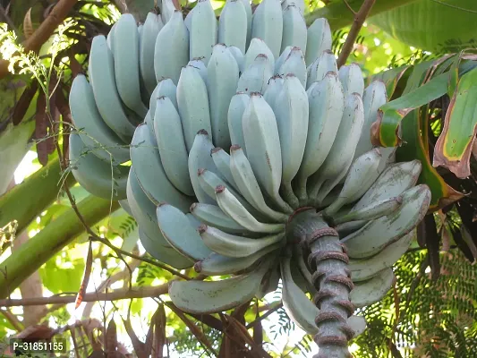 Live Tropical Banana Plant - Perfect for Warm Climates-thumb0