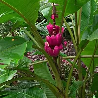 Miniature Banana Tree - Perfect for Indoor Gardening-thumb1