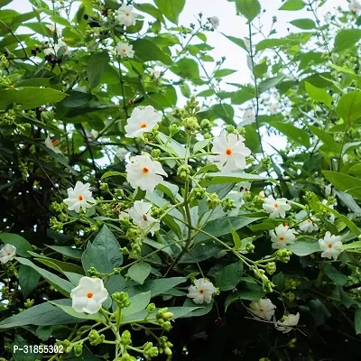 Jasmine Plant with Pot - Easy to Maintain-thumb0