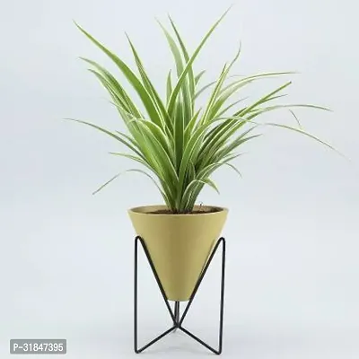 Healthy Spider Plant - Beautiful Indoor Decor-thumb0