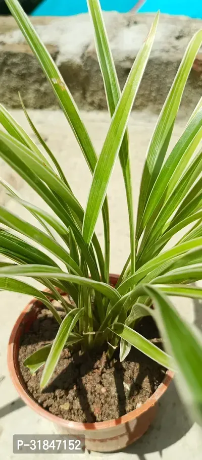 Healthy Spider Plant - Beautiful Indoor Decor-thumb3