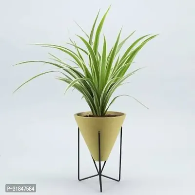 Air Purifying Spider Plant - Ideal for Home and Office-thumb2