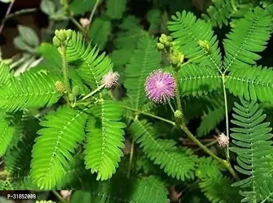 Shami Plant in a Sleek Container-thumb3