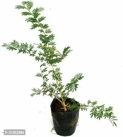 Shami Plant for Natural Home Decor-thumb0