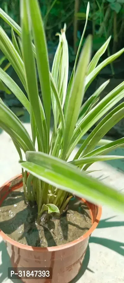 Spider Plant - Natural Air Purifier for Indoors-thumb3