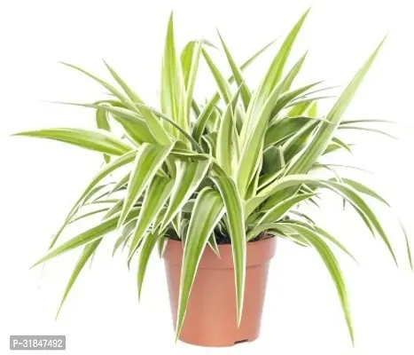 Spider Plant - Natural Air Purifier for Indoors-thumb0