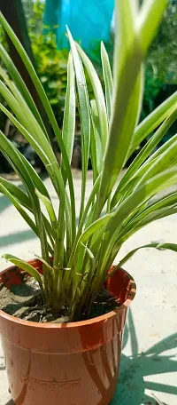 Spider Plant - Easy to Grow Indoor Plant-thumb2