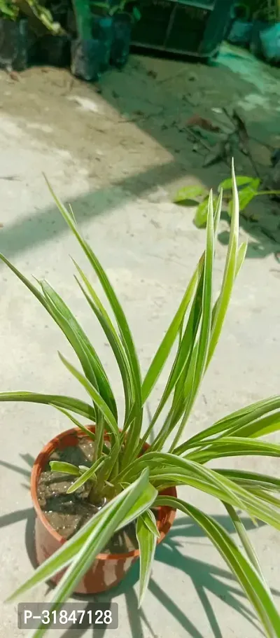 Pet-Friendly Spider Plant - Indoor Greenery-thumb3