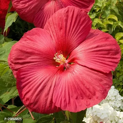 Red Hibiscus flower plant with growing bag [FN5268]-thumb0