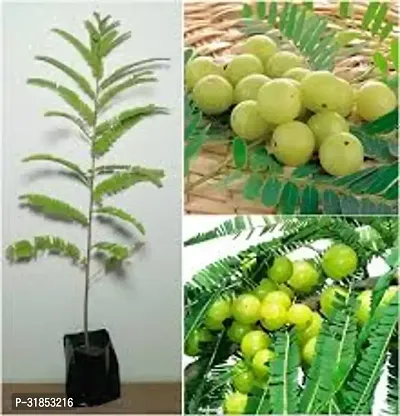 Heirloom Amla Plant - Traditional Variety-thumb3