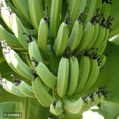 Fresh Musa Basjoo Banana Tree - Cold Hardy Variety-thumb0