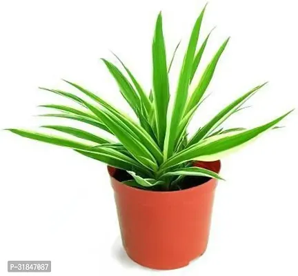 Spider Plant - Perfect Indoor Plant for Fresh Air-thumb0