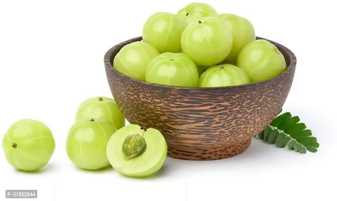 Fresh Amla Plant - Organic Indian Gooseberry Tree-thumb2