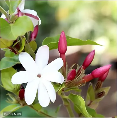 Low Maintenance Jasmine Plant-thumb2