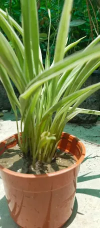 Chlorophytum comosum - Spider Plant in 4-Inch Pot-thumb2