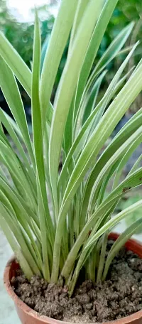 Spider Plant with Pot - Low Maintenance Indoor Greenery-thumb1