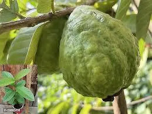 Thai Guava Hybrid Plant 2022