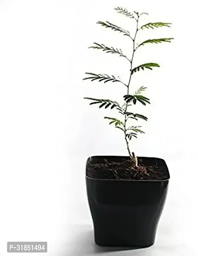 Resilient Shami Plant for Any Setting-thumb0