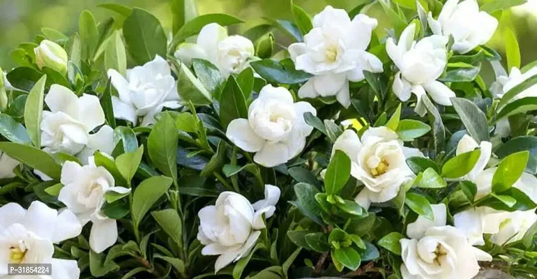 Indoor Jasmine Plant - Beautiful and Fragrant Addition-thumb0