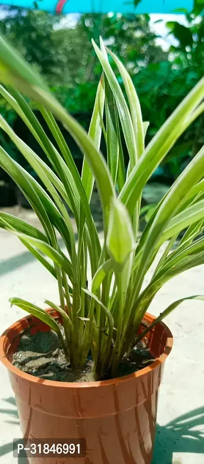 Spider Plant - Natural Air Purifier for Indoors-thumb3