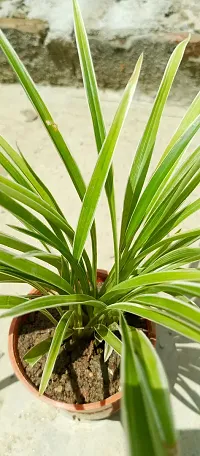 Spider Plant - Perfect Indoor Plant for Fresh Air-thumb1