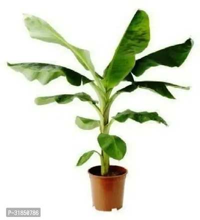 Hardy Musa Basjoo Banana Plant - Live Plant for Sale-thumb0