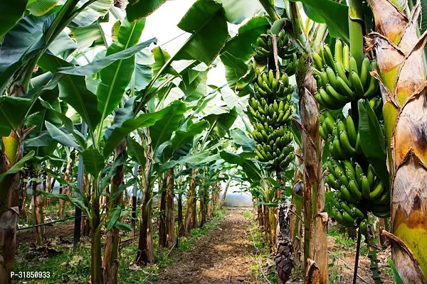 Fruit-Bearing Banana Plant - Homegrown Bananas-thumb0