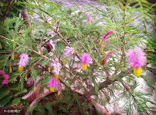 Shami Plant in a Lovely Planter-thumb0