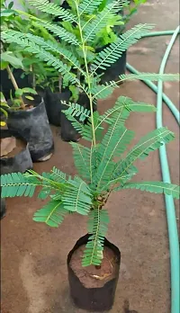 Potted Amla Plant - Perfect for Patios-thumb2