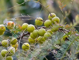 Container Amla Plant - Great for Balconies-thumb1