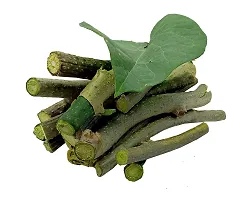 Giloy plant live Giloy Sabut 300Gm Guduchi Geeloh Amrita Guchcha Neem Giloy Tinospora Cordifolia Ghanvati TM?17-thumb2