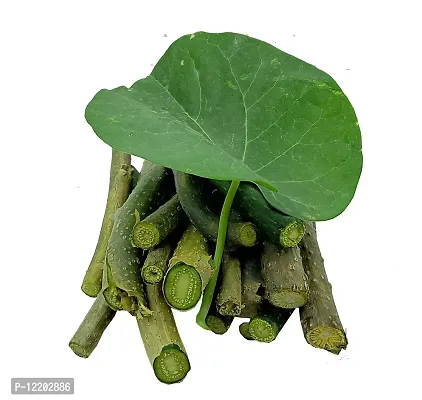 Giloy plant live Giloy Sabut 300Gm Guduchi Geeloh Amrita Guchcha Neem Giloy Tinospora Cordifolia Ghanvati TM?17-thumb5