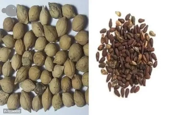 Odisha Ayurved Hub Sivalingi Seed and Putrajivak Seed (100 Grm Each), Shivlingi Beej-Bryonia Lacinosa-Sivalingi Seed-Sivalengi Seed-Putrajeevak Beej-Putrajivak Beej