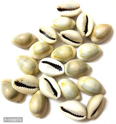 Girirajji Natural Kawdi, Kaudi, Kowdi, Cowrie, Koudi, Kodi Shells- Set of 21 for Laxmi Pooja/puja